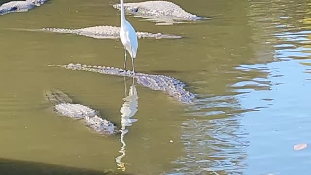 Bird Goes Alligator Surfing