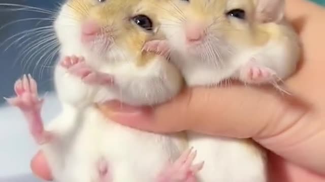 どーゆー尻尾なんや