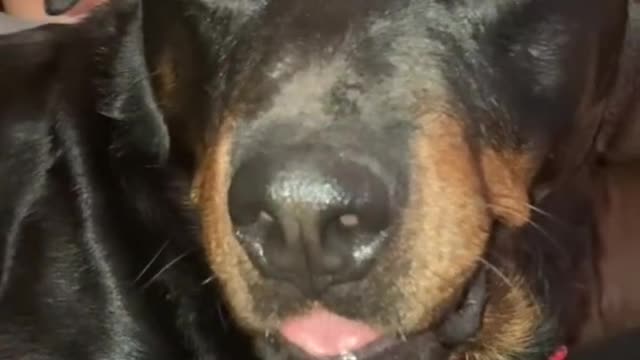 Asking my Rottweiler for his guard dog face And to stop growling