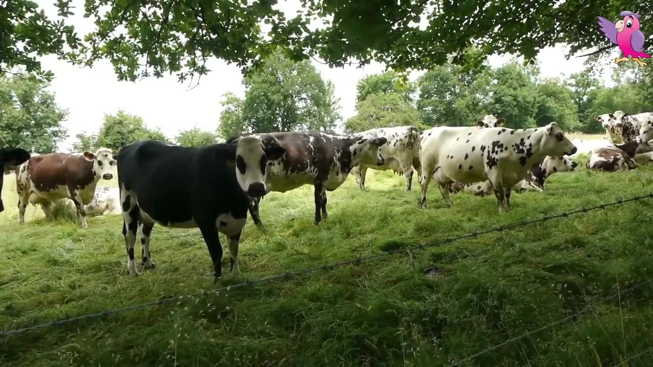 COWS MOOING AND GRAZING IN THE FIELD