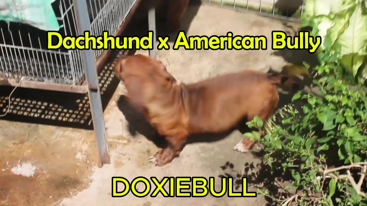 Dachshund x American Bully. Wonder how it looks like? #pets #doxieworld #dachshund #dachshundmix