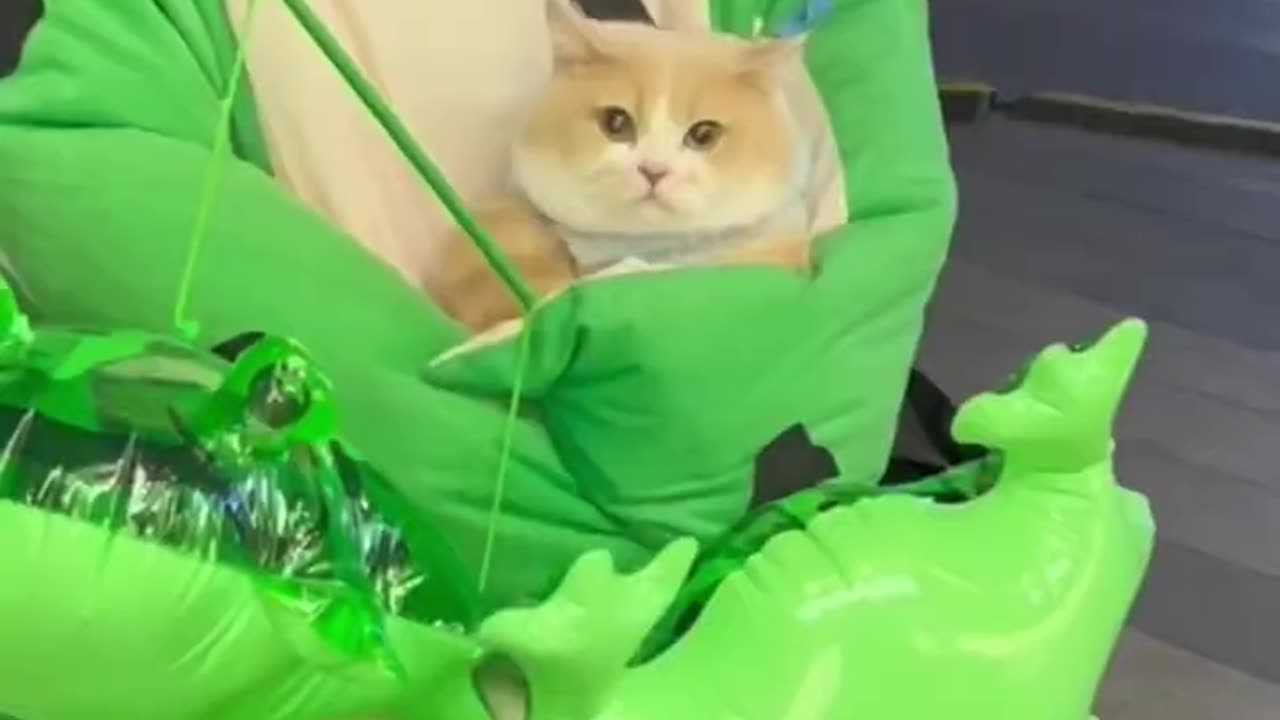 Cute Cats & Funny Cats 😍😍😅😅 #cats #shorts #viral #pets #mmvcats