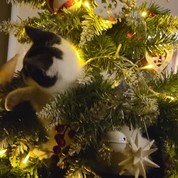 When ur hear u Christmas tree moving