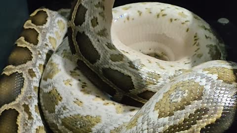 Feeding my snake @burmesepython
