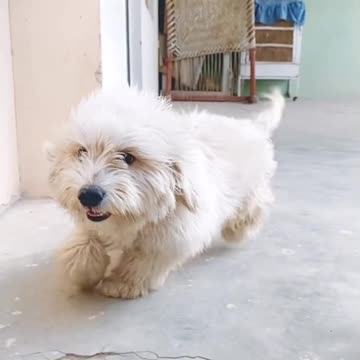 Beautiful pista puppy dog 🐕😊