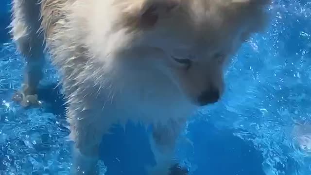 Pup Fills Up His Pool