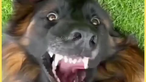 Smiling dog