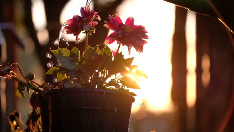 Beautyfull morning video🌺