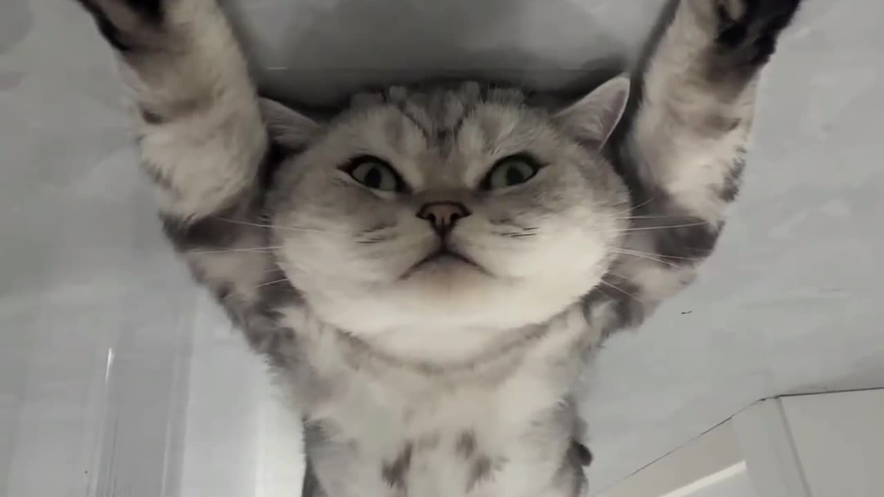 Cute cat funny video