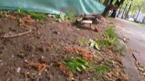 duck family