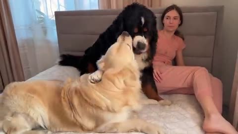 Golden Retriever and Bernese Mountain Dog Fight for Mom's Attention