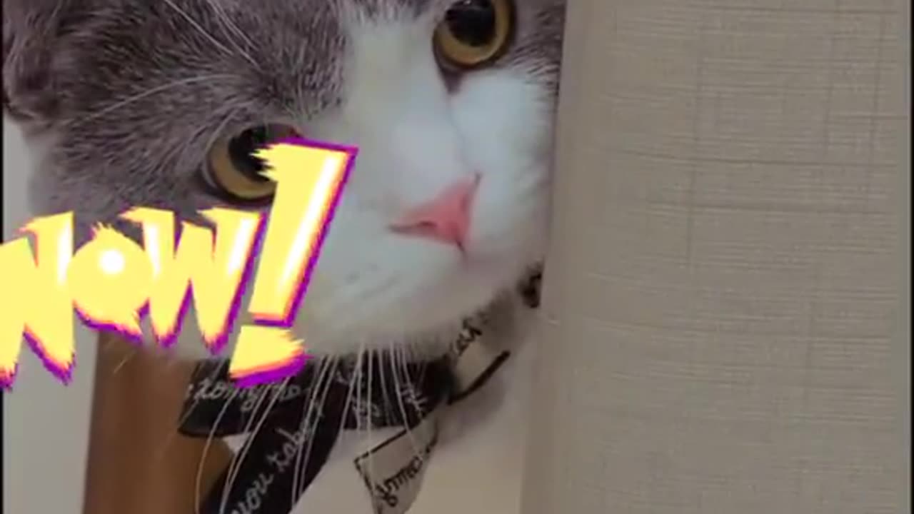 BABY CAT😺 CUTE FUNNY CATS VIDEOO