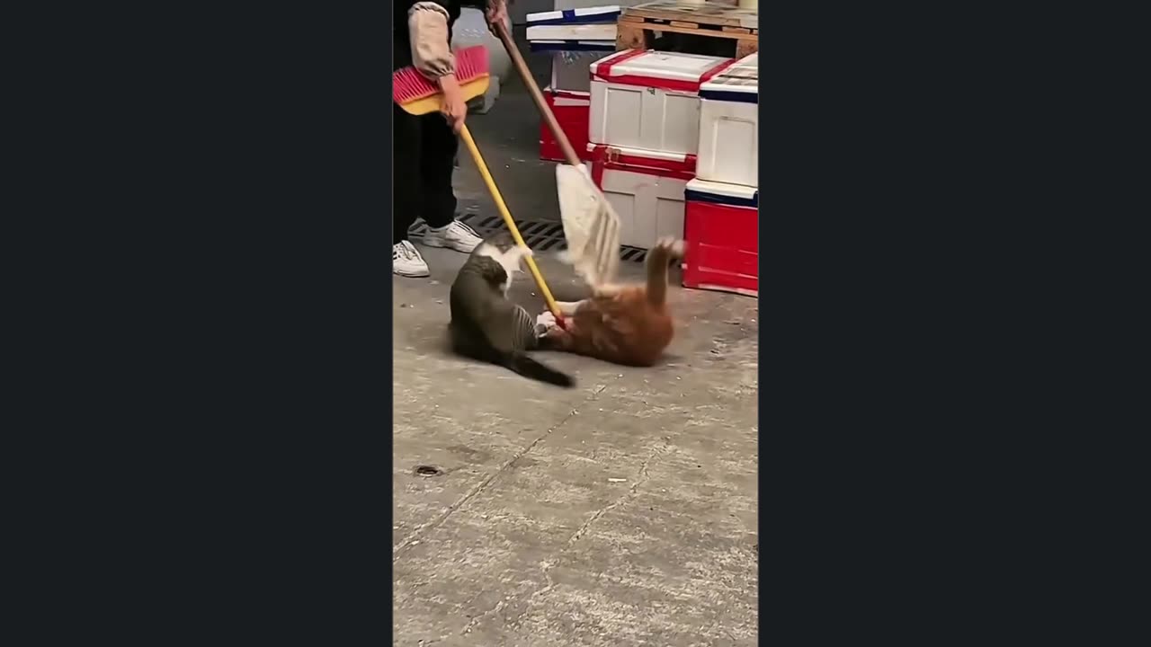 Cats Fighting