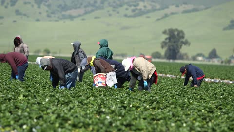 US to pay millions owed to Mexican migrant workers