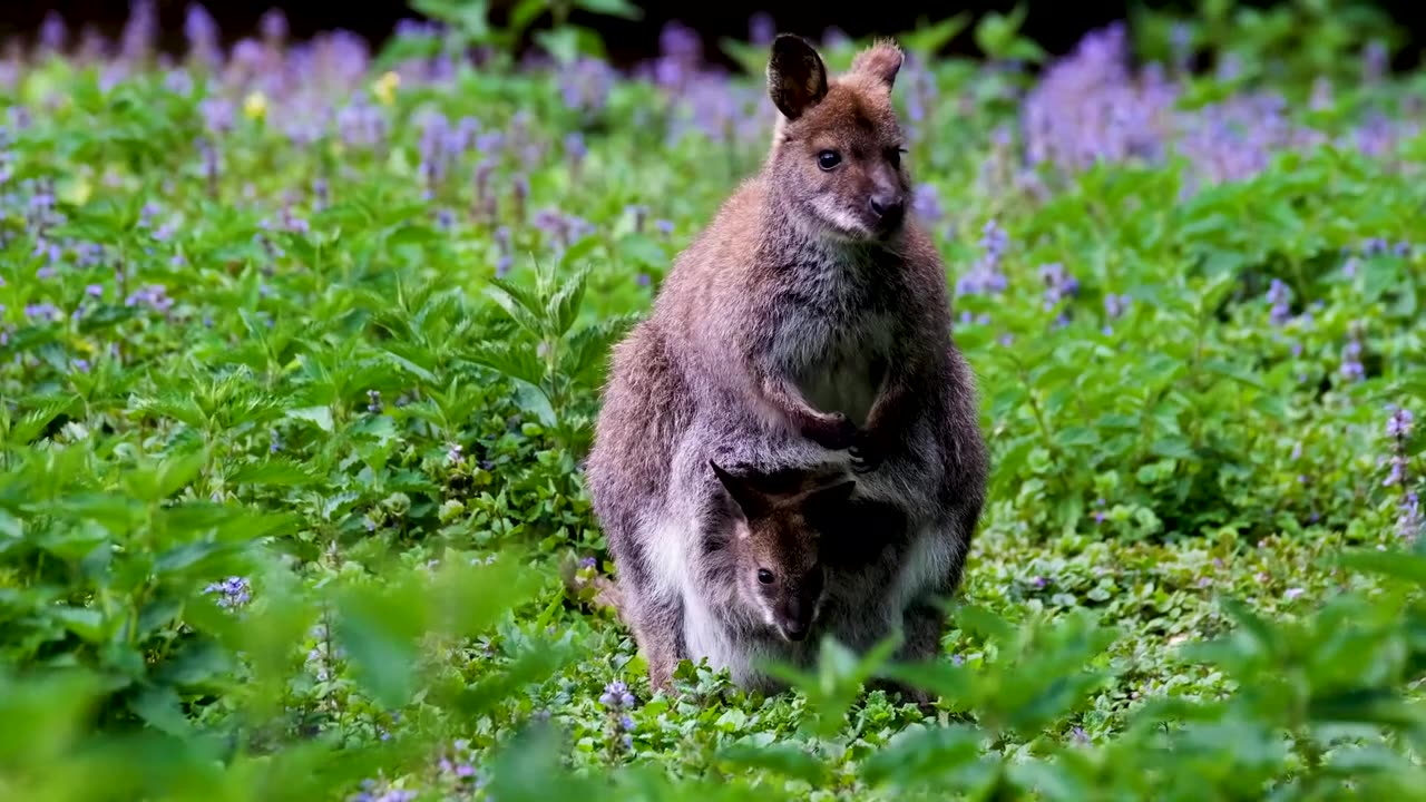 Wildlife Animals | Safari Moments | Forest |