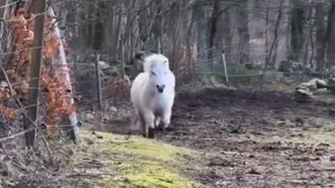 Cute Pony Horse Standing On Two Legs #shorts #viral #shortsvideo #video