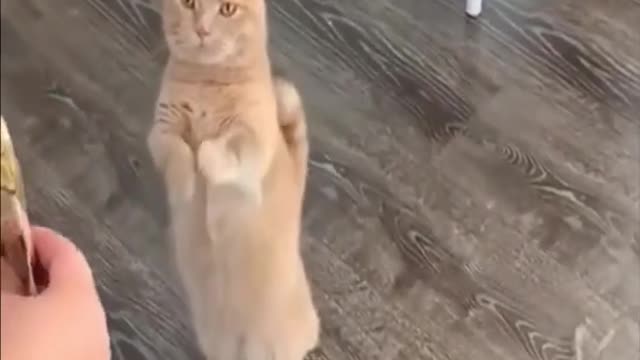 Cute Kitten Videos