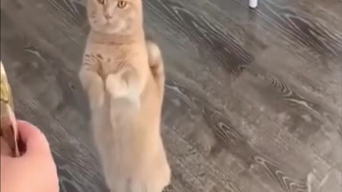 Cute Kitten Videos