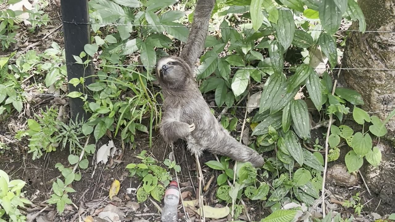 Moving a Three-Toed Sloth to Safety