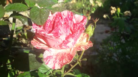 Fresh Rose of Rain