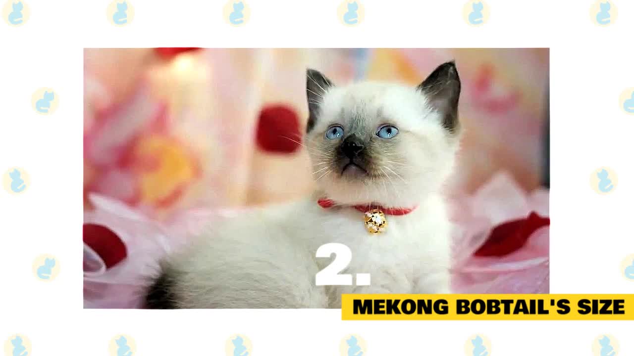 Mekong Bobtail Cats: Fun Facts & Myths