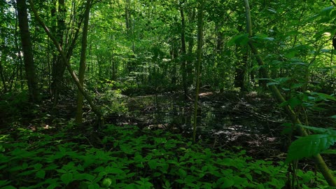 Symphony of nature | Meditative relaxation in the forest world | Watch and enjoy cosmic pleasure