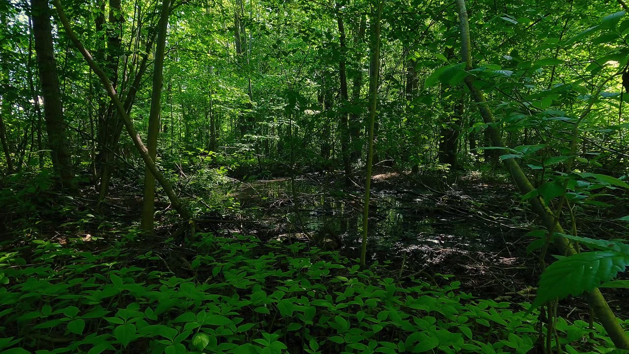 Symphony of nature | Meditative relaxation in the forest world | Watch and enjoy cosmic pleasure