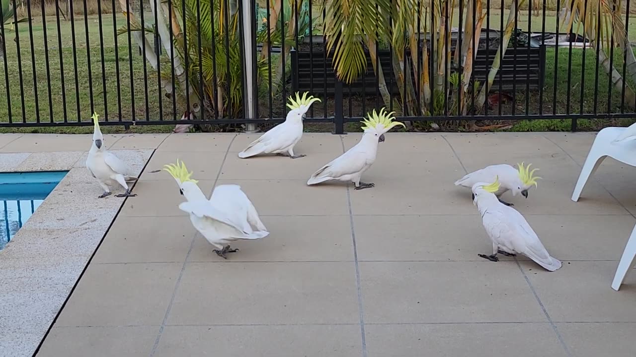 Cockatoo Behaviour