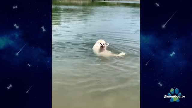 skating dog