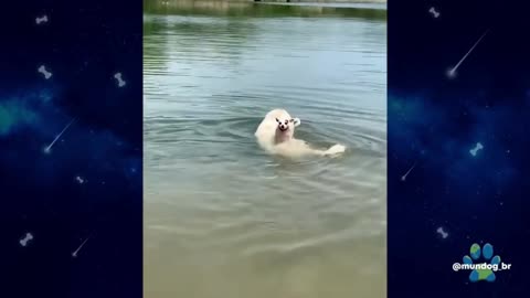 skating dog