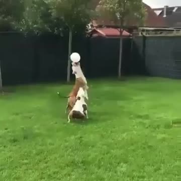 Funtime in the backyard dog |funny animal videos|try not to laugh