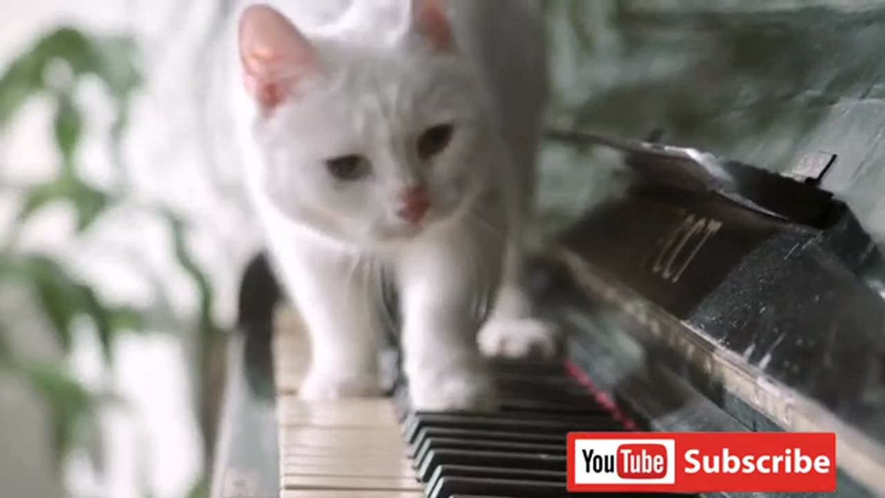 Funny animal videos for kids