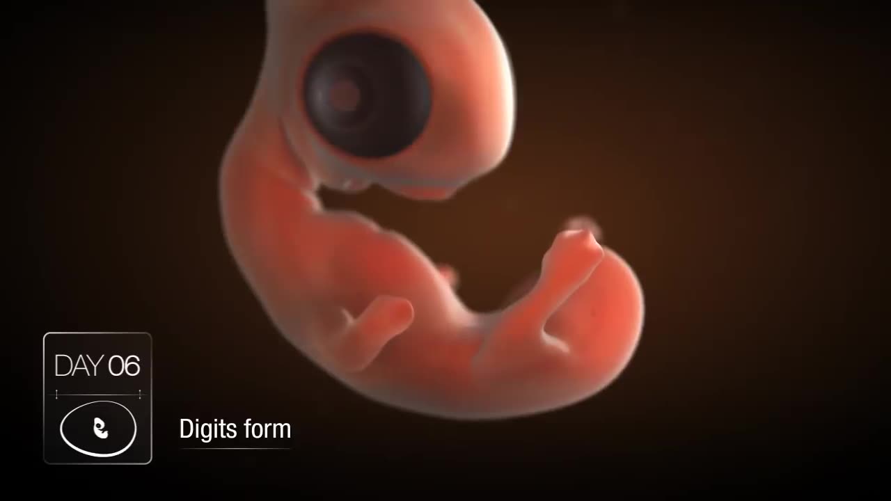 Chick embryo development