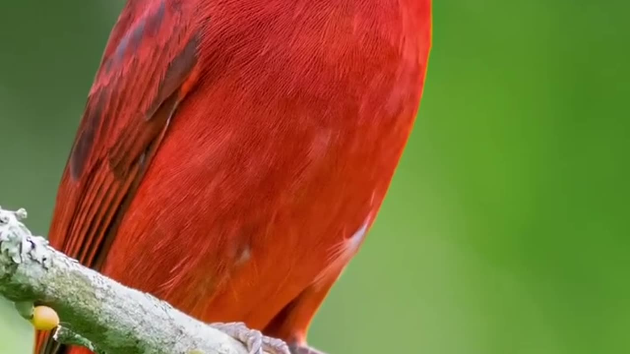 Beautiful Birds Chirping Nature Sounds #shorts #nature #bird #relaxation #stressrelief #chirping