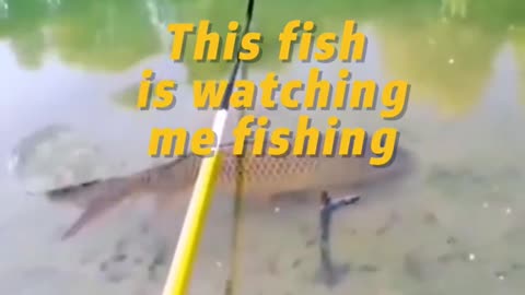 This fish is watching me fishing