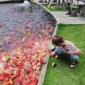 Feeding time at the fish pond