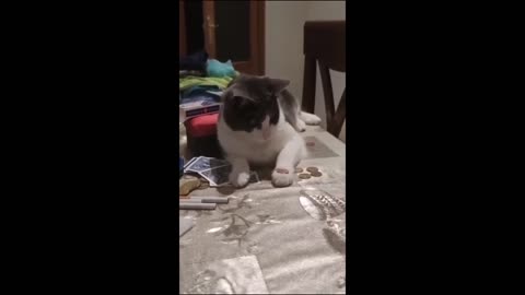 unny animal videos 2023 - Funny cats_dogs - Funny animals Part71_Haypyy Pett