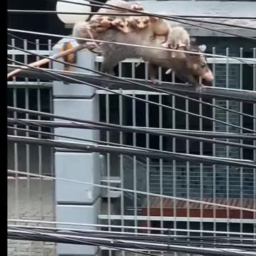 Sorry ! can you tell me what this is?