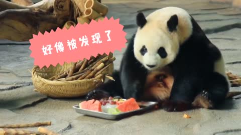 The baby panda is eating