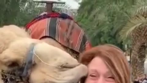 how cute the camel kisses