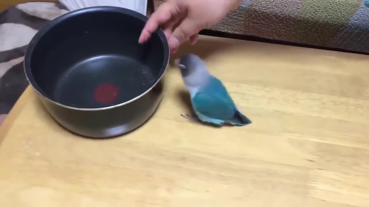 funny parrot chasing a saucepan