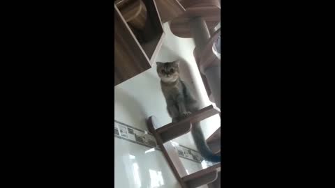 kitten cat climbing frame