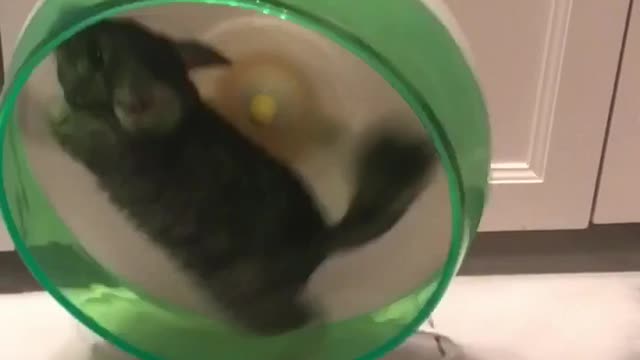 Chinchilla Excited for the weekend