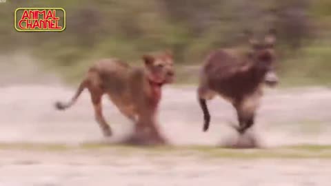 Most amazing big cats hunting attack compilation cheetah lion jaguar leopard