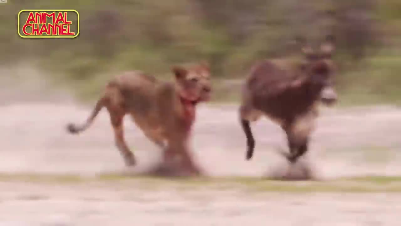 Most amazing big cats hunting attack compilation cheetah lion jaguar leopard