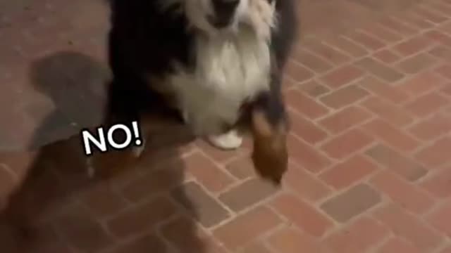 Cute and Funny dog Videos Compilation | Cute dogs of the world