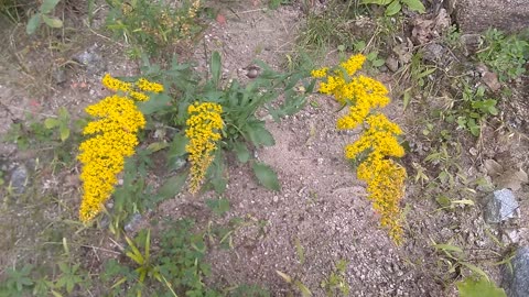 Goldenrod