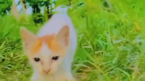 Cute Cat playing ground 2023