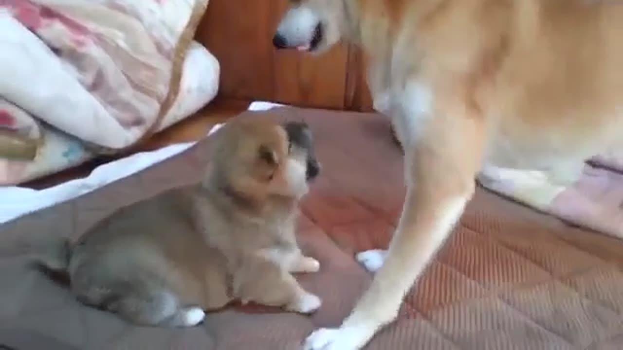 When the mother dog angry dog