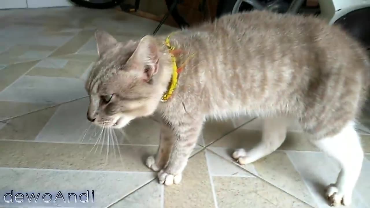 Kucing 10 hari minggat pulang marah marah